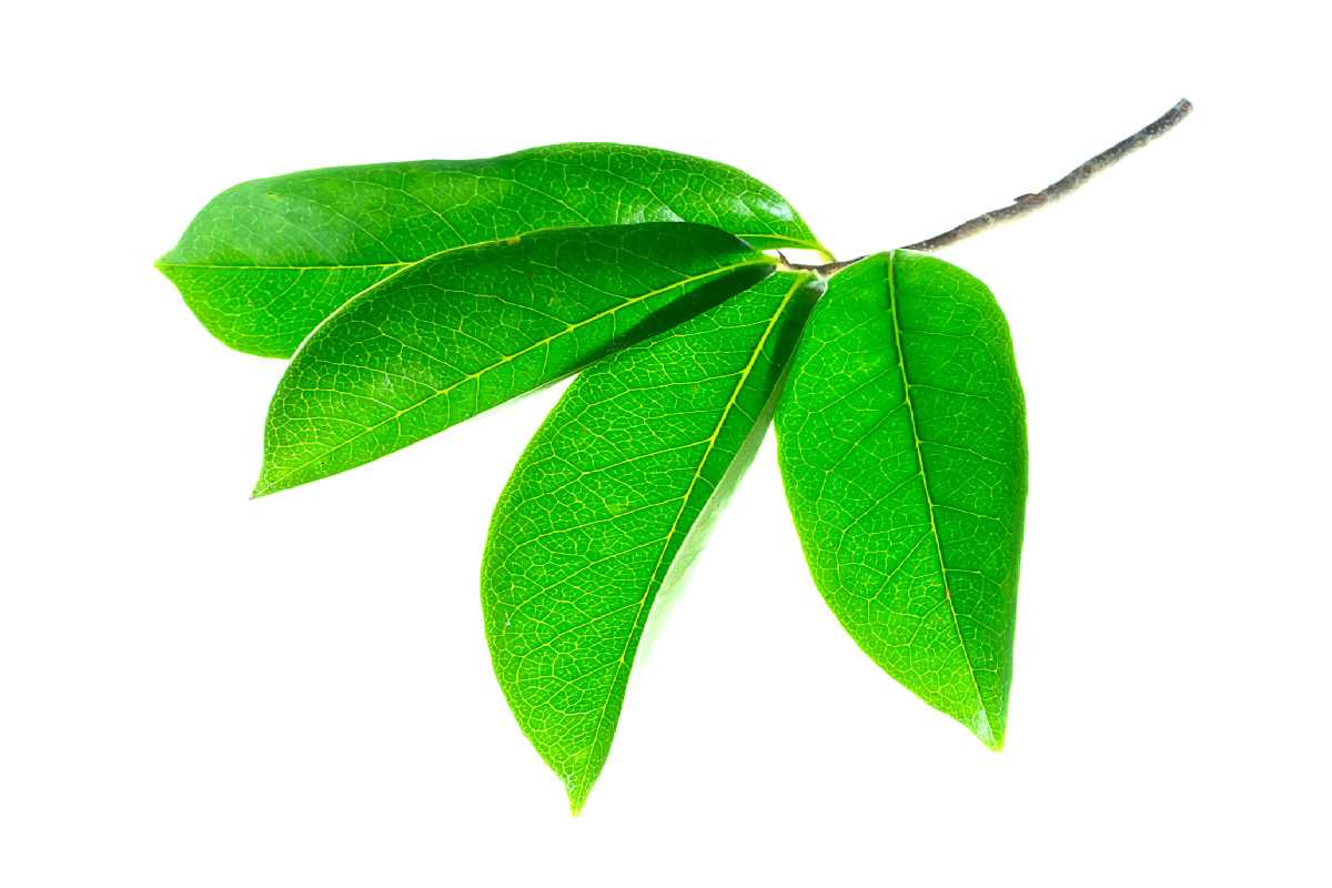 15 Health Benefits of Soursop Leaves