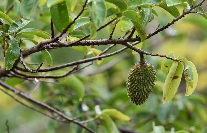 What Are Soursop Leaves_