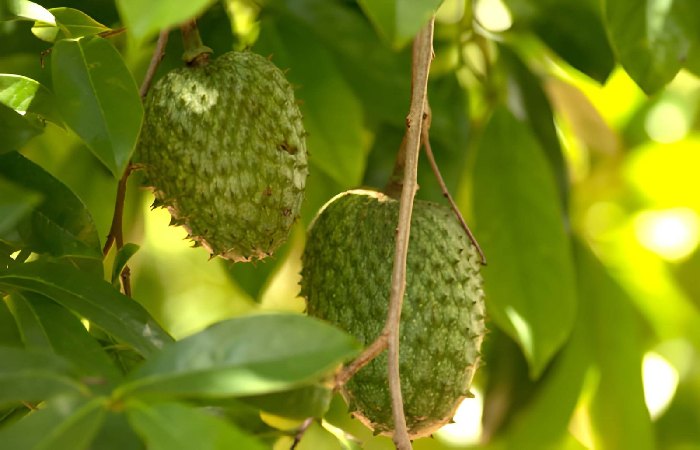 what are soursop leaves